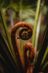 close up of a green fern spiral
