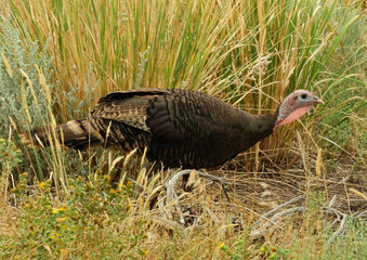 close up of a wild turkey foraging along in the brush in summer  near the visitor center in great basin national park near baker, nevada