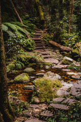 Stone stairs on the path in the rain forest in Grand Canyon, Blue Mountains, Australia