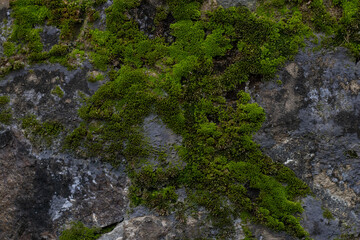 A fake landscape, a close up capture of algae formation on the wall resembles like a ariel view