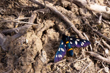 Beautiful blue butterfly sitting on the ground.
