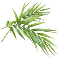 Obraz premium Lush Green Tropical Palm Fronds Branch Isolated on White Background