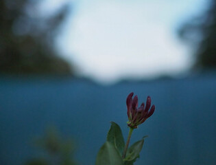 Single Flower Blooming in Focus Against a Nature-Inspired Soft Background