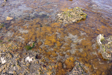 Brown algae underwater near the shore.