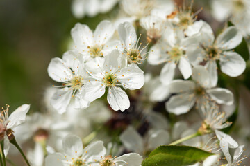 White spring cherry flowers close up, branches of blossoming cherry macro with soft focus. New beginning