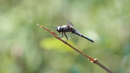 Orthetrum cancellatum. Aeshna cyanea. Anax imperator. big dragonfly sitting on a branch. the insect by the river. macro nature. beautiful dragonfly, small predator. natural background. by the pond