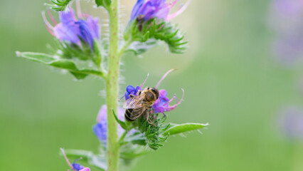 A bee collects honey on blue flowers on nature. macro photo of insects. delicate meadow flower. european honey bee. pollination of plants in nature. spring time