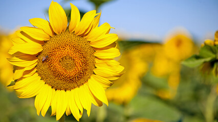 Naklejka premium sunflower. Yellow sunflowers, good harvest, bright sunny flower. farming, vegetable garden, field, growing seeds for oil. health benefits, Sunflower oil improves skin health, promote cell regeneration