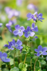 Close-up of purple flowers