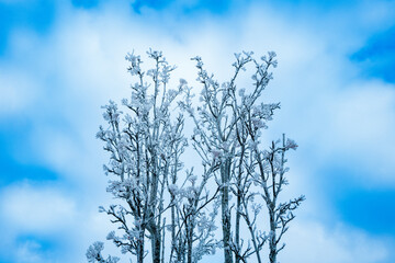 Young frosty tree seen climbing the winter sky. Seen after an ice storm in the UK. Ice crystals can be seen on there trunk and branches.