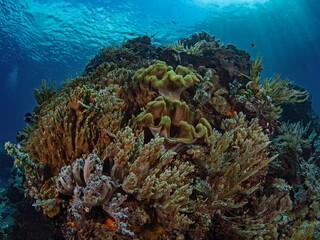 Large reef block just below the water surface