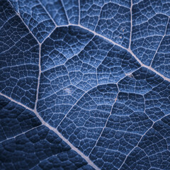 blue leaf veins in springtime. abstract blue background