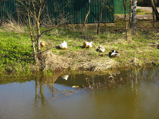 domestic geese on a street walk  