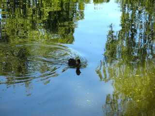 ducks swim in the pond in summer