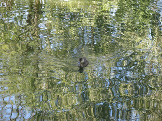 ducks swim in the pond in summer
