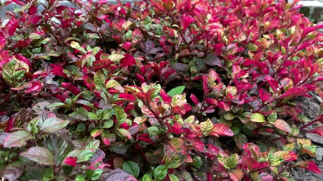 Joseph's coat (Alternanthera ficoidea) plant in a garden.