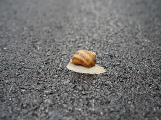 snail