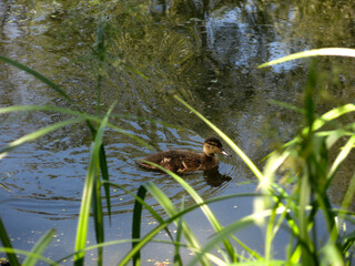 ducks swim in the pond in summer