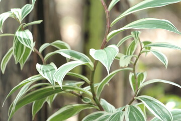 Costus Arabicus Variegata