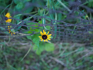 Yellow Daisy Behind a Metal Fence in a Green Meadow