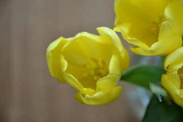Beautiful bouquet of yellow tulips on snowy day