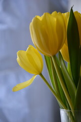 Naklejka premium Beautiful bouquet of yellow tulips on snowy day
