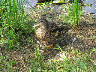 ducks swim in the pond in summer