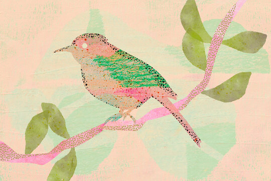 Bird illustration