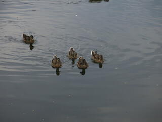 ducks swim in the pond in summer