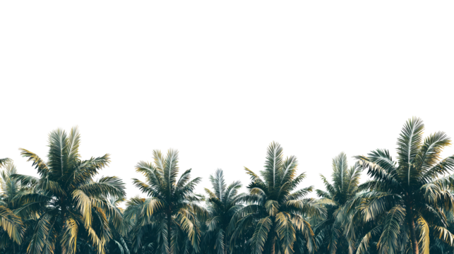 Lush Tropical Palm Tree Landscape on Sunny Beach with Calm Ocean and Clear Sky