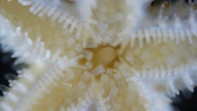 Yuong starfish Asterias rubens under microscope, family Asteriidae. Size about 3 cm. Lower part of the star, you can see movement of legs and mouthparts. White Sea