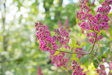 Obraz premium Syringa vulgaris, the common purple lilac, blooms beautifully in the garden during sunny weather.Bright blooms of spring lilacs bush.