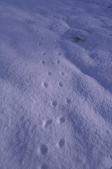Delicate small animal prints dot the untouched snow, a serene reminder of nature’s quiet presence. This close-up captures the charm of winter wildlife and the beauty of frosty trails in the wild