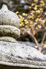 鎌倉2501　浄智寺21　蠟梅