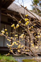 鎌倉2501　浄智寺19　蠟梅