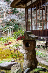鎌倉2501　浄智寺18　マンリョウ