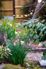 鎌倉2501　浄智寺3　蠟梅