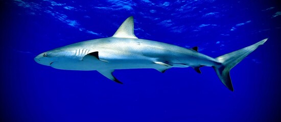 Caribbean Reef Shark  