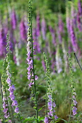 Fototapeta premium Digitalis blühend auf einer Waldlichtung