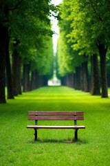 Fototapeta premium Photograph of a lone wooden bench in a lush, green park with tall trees forming a canopy overhead.