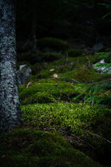 macro photo of green moss
