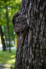 Fototapeta premium The Fascinating Face of Nature An Exquisite Unique Tree Bark Texture and Its Splendor