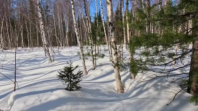 Walking through a winter forest in snowshoes. A man in snowshoes walks through a winter forest. Trampling snow with snowshoes. A MAN prepares a winter camp.