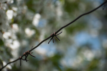 barbed wire against the background of a flowering tree