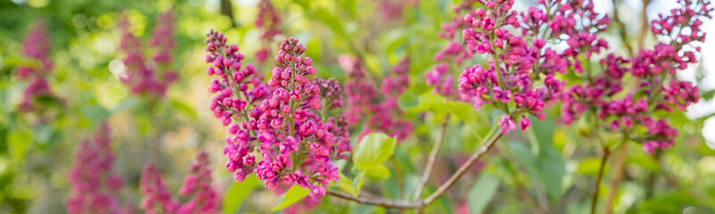 web banner, Syringa vulgaris, the common purple lilac, blooms beautifully in the garden during sunny weather.Bright blooms of spring lilacs bush.