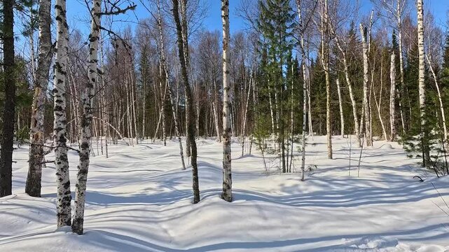 Walking through a winter forest in snowshoes. A man in snowshoes walks through a winter forest. Trampling snow with snowshoes. A MAN prepares a winter camp.