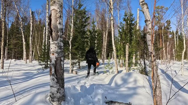 Walking through a winter forest in snowshoes. A man in snowshoes walks through a winter forest. Trampling snow with snowshoes. A MAN prepares a winter camp.