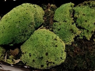 moss on a tree trunk