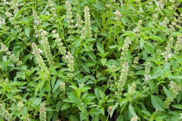 Basil plant in the small garden. Food ingredients