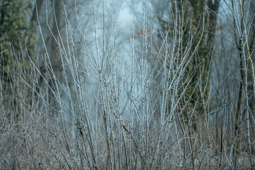 Tree branches after morning frost against the background of fog.